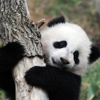 Wallpaper baby panda