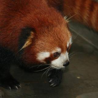 Wallpaper panda sepultura wallpaper