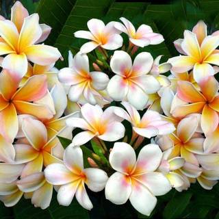 Wallpaper frangipani