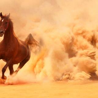 Arabian horse backgrounds