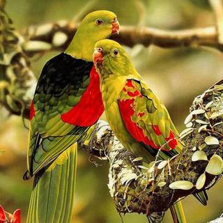 Bird wallpaper HD wide