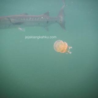 Ubur-ubur wallpaper HD