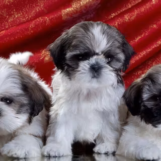 HD wallpaper 1920x1080 teacup shih tzu