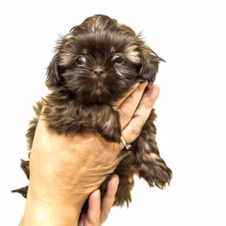 HD wallpaper 1920x1080 teacup shih tzu