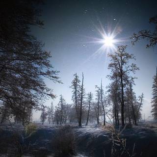 Winter forest wallpaper night