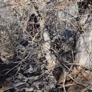 Realtree max 4 HD wallpaper