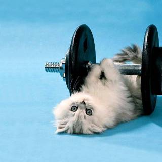 Latest funny wallpaper