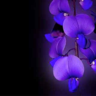 Blue and purple orchid wallpaper