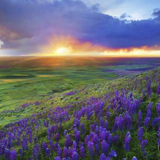 Texas hill country wallpaper