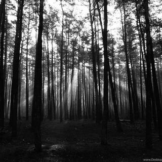 Forest background dark