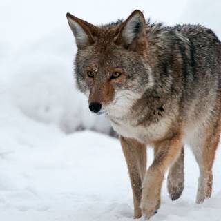 Coyotes wallpaper free HD