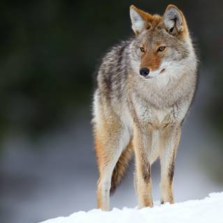 Coyotes wallpaper free HD