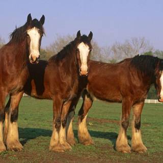Clydesdale wallpaper HD