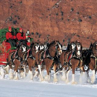 Clydesdale wallpaper HD