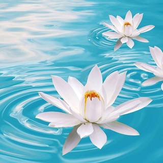 Lotes flower wallpaper