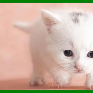 Baby kitty wallpaper