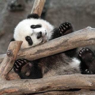 Wallpaper panda jesus