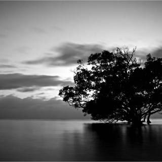 Black and white best nature wallpaper