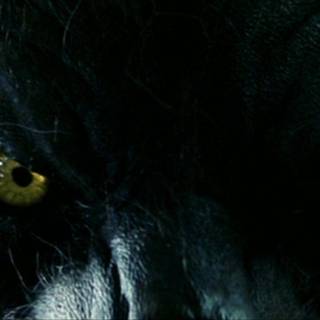 Lobos salvajes wallpaper HD