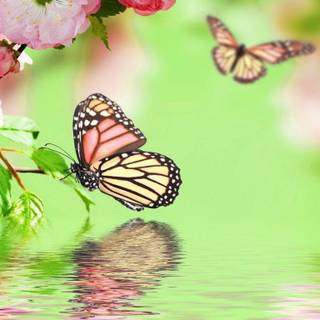 Colorful butterfly wallpaper