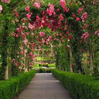 Wallpaper HD garden