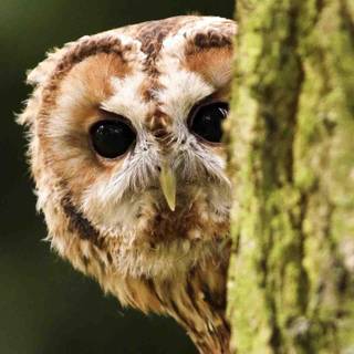 Owl computer background