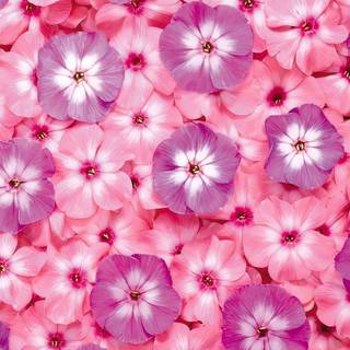 Wallpaper flower pink