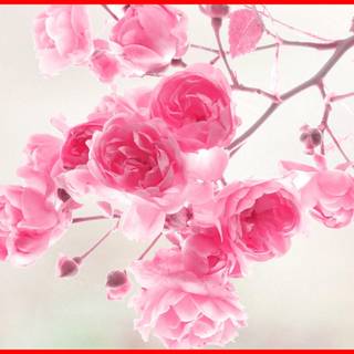 Wallpaper flower pink