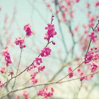 Wallpaper flower pink