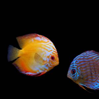 Discus fish HD wallpaper