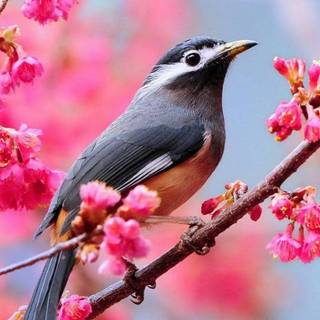 Birds wallpaper desktop