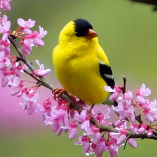 Birds wallpaper desktop