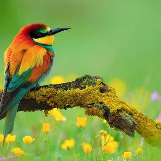 Birds wallpaper desktop