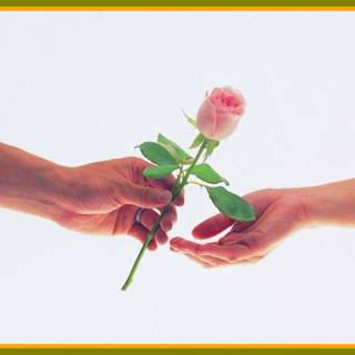 Flower wallpaper rose love