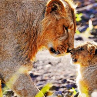 African animals wallpaper