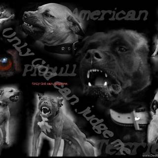 Pitbull germany wallpaper