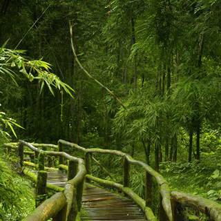 Nature green wallpaper 720x1280