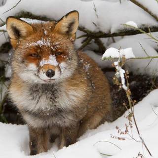 Background snow animals