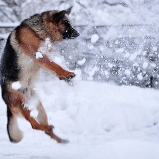 Background snow animals