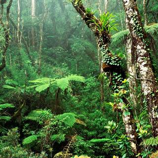 Free rainforest wallpaper