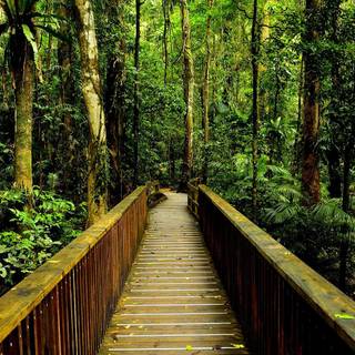 Free rainforest wallpaper
