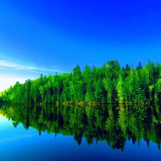 Green forest trees wallpaper