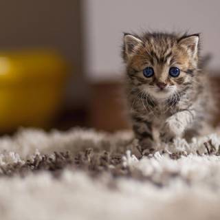 Cute cat wallpaper as dp