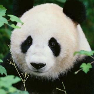 Wallpaper panda muramasa