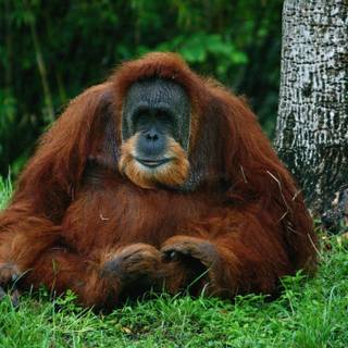 Orangutan HD wallpaper