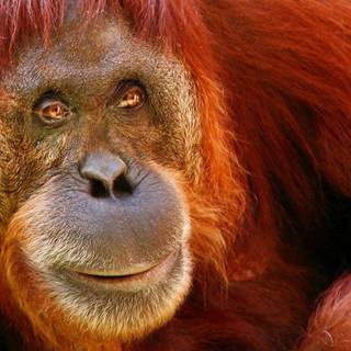 Orangutan HD wallpaper