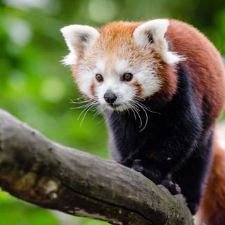 Red panda HD wallpaper
