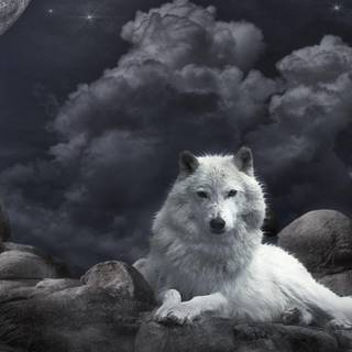 Wallpapers HD wolf