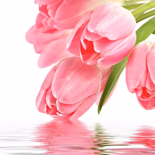 Pink.tulips.wallpapers.modile