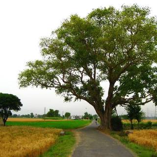 Long life pakistan Wallpaper